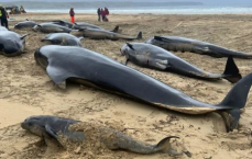 海南一沙滩出现搁浅巨型皇带鱼