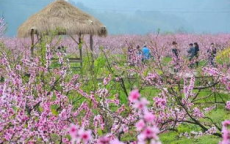 祖国春日花海根本看不够