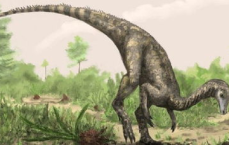 罕见血型揭秘：女子检出恐龙血，比熊猫血更稀有30倍