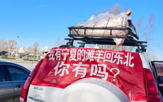 羊儿车顶之旅：女子跨省迁徙的温馨奇遇