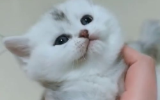 咪的天！这歌也太喵了带你领略音乐的魅力