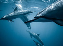 丁禹兮：爱情与财富的完美融合——钱在哪，爱就在哪